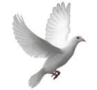 Testing url